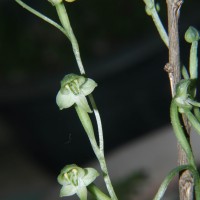 Habenaria reniformis (D.Don) Hook.f.